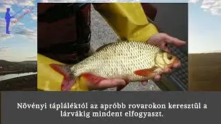 V&ouml;r&ouml;ssz&aacute;rny&uacute; keszeg