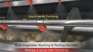 Automatic Root Vegetable Washing & Peeling Machine / potato washer & peeler