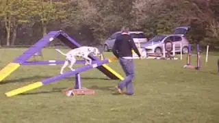 Mr Jammy bug*er 2nd place Agility