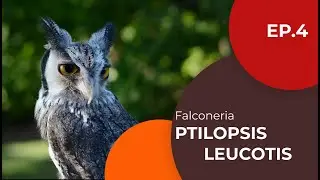 Ptilopsis leucotis - Assiolo faccia bianca - Falconeria ep. 4 - Sottotitolato