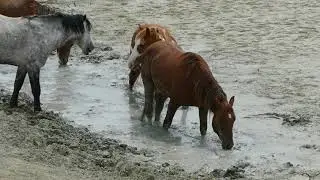 Sand Wash Basin's Wild Horses Need Your Help