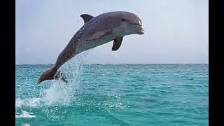 GREEN DOLPHIN   B KAPER