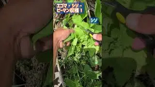 【家庭菜園】夏の香りをそのまま収穫！エゴマ・シソ・ピーマン栽培記録　Harvesting the Flavor of Summer!