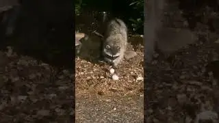 Little Mama Rac Takes a Break From her Kits to Crack Eggs #funny