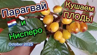 Свой Урожай за год. НИСПЕРО.  NISPERO #парагвай #paraguay #ягоды #плоды #урожай 