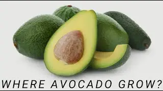 Where Avocado grow / Top 20 countries with the highest Avocado production