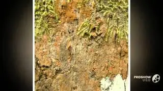 Porina scabrida - fungi kingdom