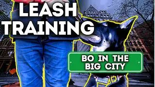 Urban Dog Training: Leash Skills to Learn