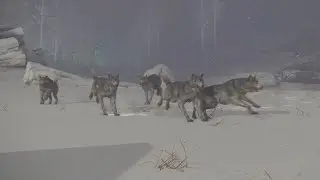 Pack of Doggos Chasing an Invisible Scarab [Elden Ring]