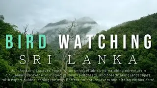 Bird Watching Sri Lanka #birdloversunite  #AmazingEscapesTours #wildlifetours  #ecotourism