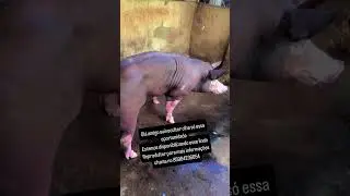 REPRODUTOR PIETRAIN belga da limoeiros su&iacute;nos dispon&iacute;vel para venda.