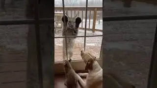 Wild Bobcat Introduces Cubs to Her Hero Dog 🐶 Watch Their Amazing Bond #wildlife #animals #dog