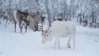 Симфония снега - Ритмы дикой природы