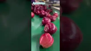 #IranianApples#AppleExport#FreshApple#RedApples#YellowApples#FreshFruitExport#IranExport#FruitExport