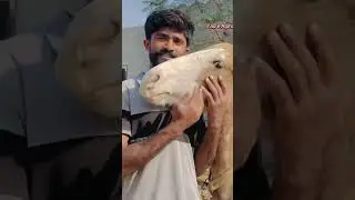 miss you horse🐎 lovers😍😍 #horse 🐎🐎video❤ iviral