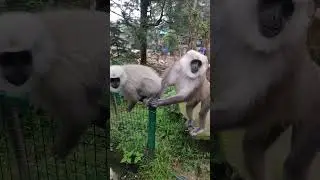 Funny animal moments, funny langur monkey short video