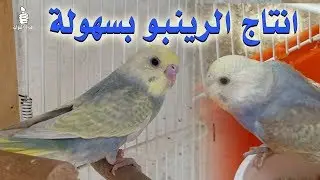 كيفية انتاج طفرة الرينبو في البادجي من طيور عندك في البيت تركيبات بسيطة
