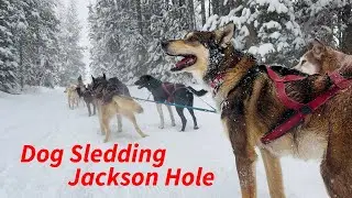 Jackson Hole Iditarod Sled Dog Tours