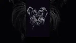 Schnauzer dog portrait