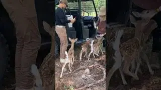 Feeding Fawns [Baby Deer] #deer #fawn #fallowdeer #cute #food #shorts #nature #animals