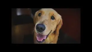 From Pump to Pup: Finding Comfort in 'Baxter'