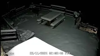 Trail Camera - Red Deer