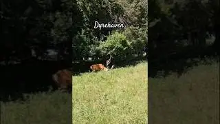 Dyrehaven Copenhagen Denmark #shorts #travel #copenhagen #k&oslash;benhavn #denmark #dyrehaven #deer