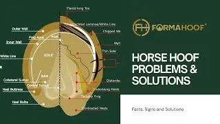 Horse Hoof Problems