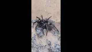 My Arbanitis Sp Coff's Harbour