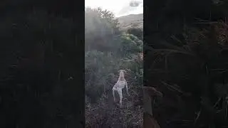 🐕 Chien de chasse pointer 💪🏻🫡 #chasse #chasseur #pointerdog #perdrix #cazamayor #wildlife