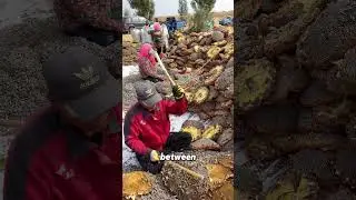 Как собирают семена подсолнечника? #подсолнух