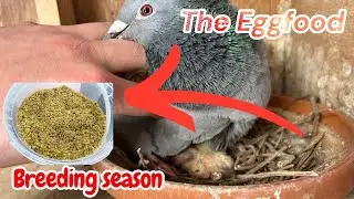 Лайфхаки с Eggfood: ингредиент №1 для взрывного роста