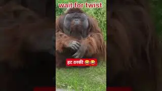 Dekho Dekho tharki Bandra ( monkey) 😂🤣🤣 #comedy #funny #money #bandra 🤬#ytshorts #youtubeshorts