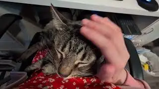 Patting Tiger to sleep