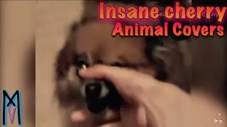 REACTION TO ** INSANE CHERRY ANIMAL COVER ** WEAK POINT 1