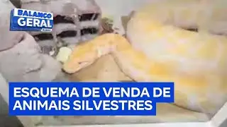 Policial finge ser comprador e descobre esquema de venda de animais silvestres em São Paulo