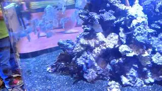 ProAquatix - Captive Bred Lookdowns - MACNA 2013