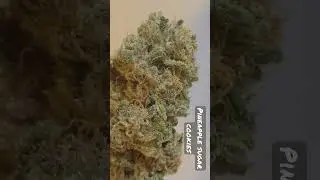 Pineapple Sugar Cookies High Alpine Genetics