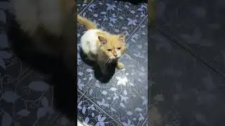 POV: You Feed a Stray Cat Every Day 😅 #cat #fyp #cutecat #catfood #straycat