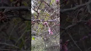 Blooming tenderness #цветущийсад #весна #spring #springtime #naturebeauty #nature #visualization