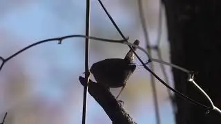 Winter Wren Davis Lake 12 8 25