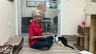 Rounds with Randa - Purr-sistently Waiting: Long-Term Cats