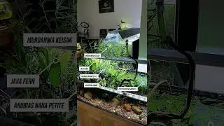 This 1.5-year-old low-tech shallow aquarium (60&times;35&times;20) is a little jungle of emersed-form plants 🌱