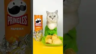 He's very CREATIVE💡🤣 #cuddleclawshow #lifehacks #funny #foryou #catchef #cat