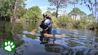 Kitten Suddenly Jumps On Diver's Head And Makes Himself At Home
