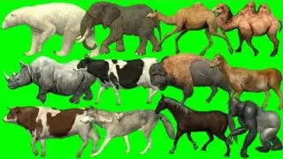 Animals stampede on street // Green screen cartoon animals // all animals running green screen