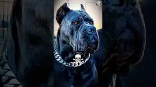Aura like a boss 😎 Unbelievable Dog Transformations! 🐕❤️ (Before & After)
