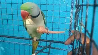 Talking parrot  mithu 😍🦜 || pyaratotamithu