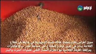 سوق اهراس..فلاح بمشتة ختالة بلدية الزعرورية في سابقة في قطاع الفلاحة يبادر في غرس نبتة ( الحلبة )