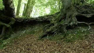 Hop Poles and Wild Garlic: A Hampshire Hangers Walk